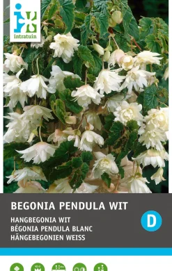 Intratuin Begonia knol (Begonia pendula) wit 3 stuks