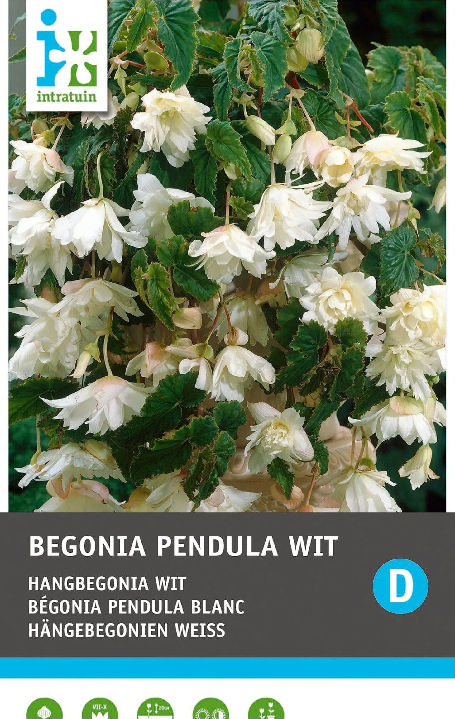 Intratuin Begonia knol (Begonia pendula) wit 3 stuks