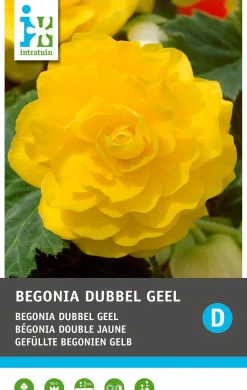 Intratuin Begonia knol (Begonia grandiflora 'Yellow') 3 stuks