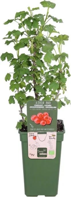 Intratuin biologische Rode bes (Ribes rubrum 'Jonkheer van Tets') D 19 H 50 cm