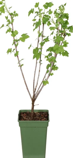 Intratuin biologische Rode bes (Ribes rubrum 'Jonkheer van Tets') D 19 H 50 cm