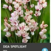 Intratuin bloembol Ixia (Ixia 'Spotlight') 25 stuks