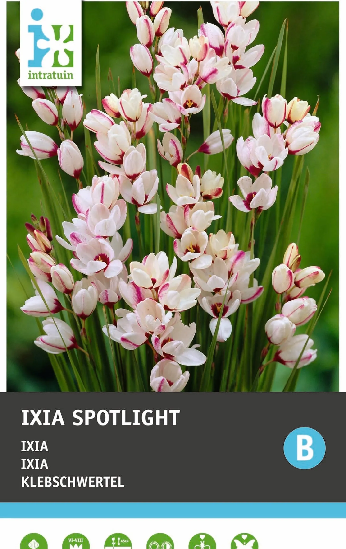 Intratuin bloembol Ixia (Ixia 'Spotlight') 25 stuks