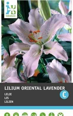 Intratuin bloembol Lelie (Lilium oriental 'Lavender') 2 stuks
