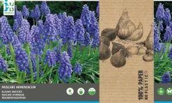 Intratuin bloembollen Blauw druifje (Muscari armeniacum) 75 stuks