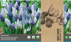 Intratuin bloembollen Blauw druifje (Muscari) blauw, wit 40 stuks