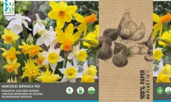 Intratuin bloembollen Botanische narcis (Narcissus) wit, geel 35 stuks