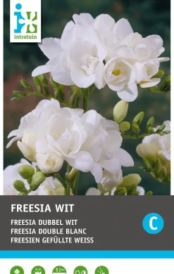 Intratuin bloembollen Freesia dubbel (Freesia) 25 stuks