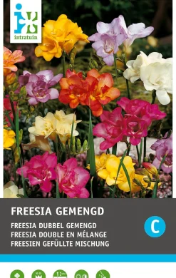 Intratuin bloembollen Freesia dubbel (Freesia) 25 stuks