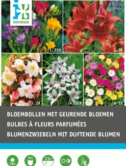 Intratuin bloembollen geurend 58 stuks