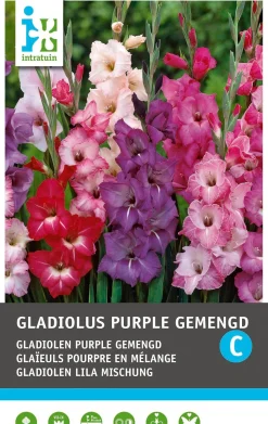 Intratuin bloembollen Gladiool (Gladiolen 'Purple mix') 10 stuks