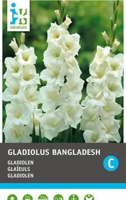 Intratuin bloembollen Gladiool (Gladiolus 'Bangladesh') 10 stuks