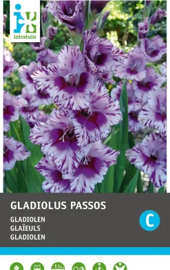 Intratuin bloembollen Gladiool (Gladiolen 'Passos') 10 stuks