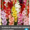 Intratuin bloembollen Gladiool (Gladiolus grandiflora) 10 stuks