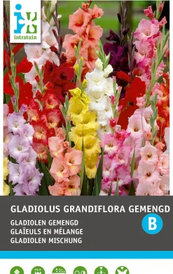 Intratuin bloembollen Gladiool (Gladiolus grandiflora) 10 stuks