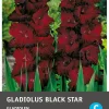 Intratuin bloembollen Gladiool (Gladiolus 'Espresso') 10 stuks