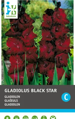 Intratuin bloembollen Gladiool (Gladiolus 'Espresso') 10 stuks