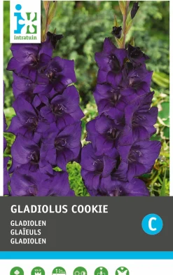 Intratuin bloembollen Gladiool (Gladiolen 'Cookie') 10 stuks