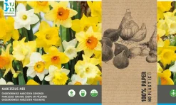 Intratuin bloembollen grootkronige Narcis (Narcissus) geel / wit 20 stuks