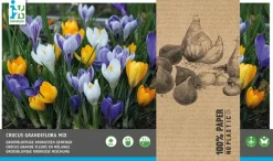 Intratuin bloembollen Grootbloemige Krokus (Crocus) gemengd 30 stuks