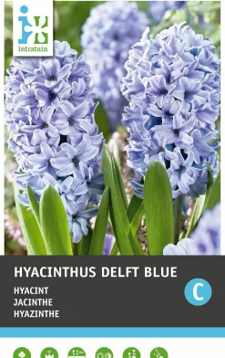 Intratuin bloembollen Hyacint (Hyacinthus 'Delft Blue') 5 stuks
