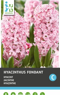 Intratuin bloembollen Hyacint (Hyacinthus 'Fondant') 5 stuks