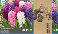 Intratuin bloembollen Hyacint (Hyacinthus 'Delight') gemengd 12 stuks