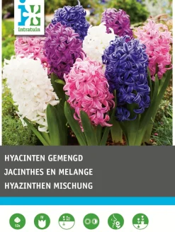 Intratuin bloembollen Hyacint (Hyacinthus 'Delight') gemengd 12 stuks