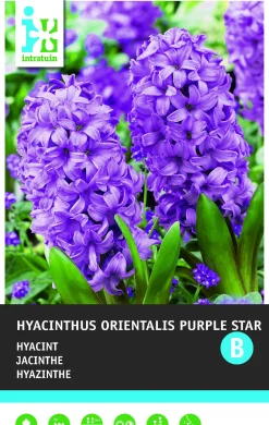 Intratuin bloembollen Hyacint (Hyacinthus orientalis 'Purple Star') 5 stuks