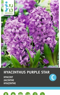 Intratuin bloembollen Hyacint (Hyacinthus orientalis 'Purple Star') 5 stuks