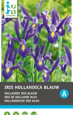 Intratuin bloembollen Iris (Iris hollandica 'Blue') 25 stuks