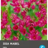 Intratuin bloembollen Ixia (Ixia 'Mabel') 25 stuks