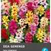 Intratuin bloembollen Ixia (Ixia) gemengd 30 stuks