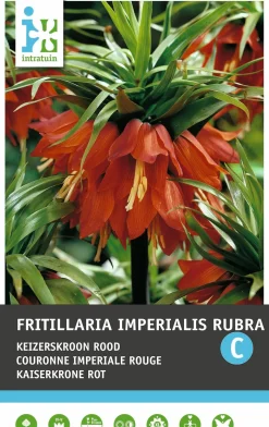 Intratuin bloembollen Keizerskroon (Fritillaria imperialis 'Rubra')