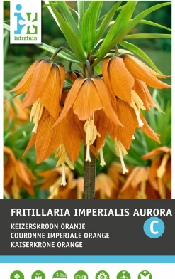Intratuin bloembollen Keizerskroon (Fritillaria imperialis 'Aurora')
