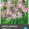 Intratuin bloembollen Kliplelie (Nerine bowdenii) 3 stuks