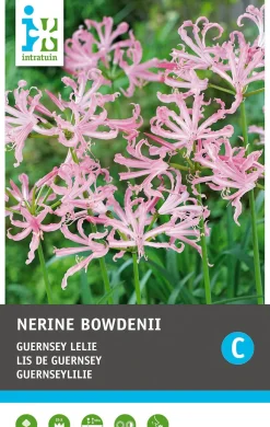 Intratuin bloembollen Kliplelie (Nerine bowdenii) 3 stuks