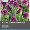 Intratuin bloembollen Kogellook (Allium sphaerocephalon) 100 stuks