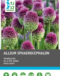 Intratuin bloembollen Kogellook (Allium sphaerocephalon) 100 stuks