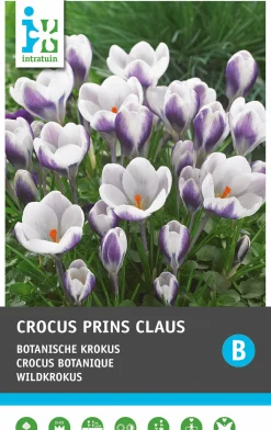 Intratuin bloembollen Krokus (Crocus 'Prins Claus') 25 stuks