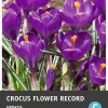 Intratuin bloembollen Krokus (Crocus 'Flower Record') 15 stuks