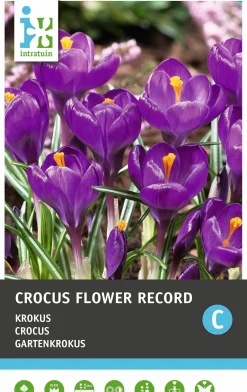 Intratuin bloembollen Krokus (Crocus 'Flower Record') 15 stuks
