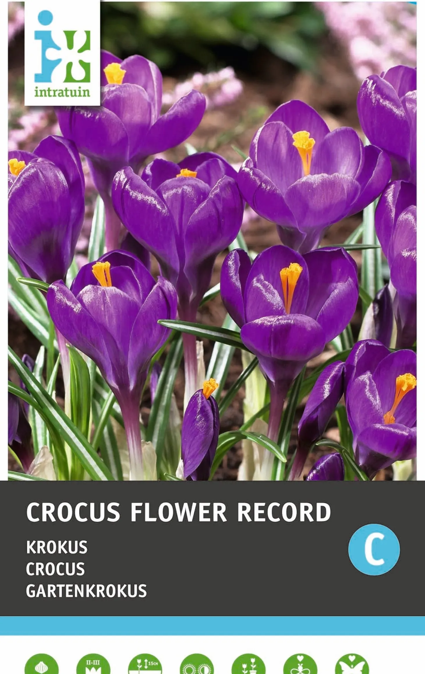 Intratuin bloembollen Krokus (Crocus 'Flower Record') 15 stuks