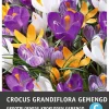 Intratuin bloembollen Krokus (Crocus grandiflora) gemengd 15 stuks