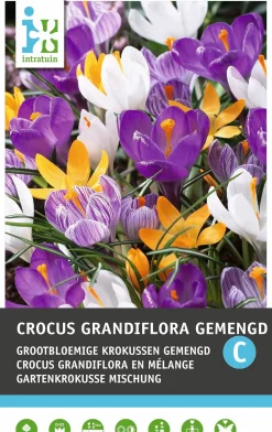 Intratuin bloembollen Krokus (Crocus grandiflora) gemengd 15 stuks