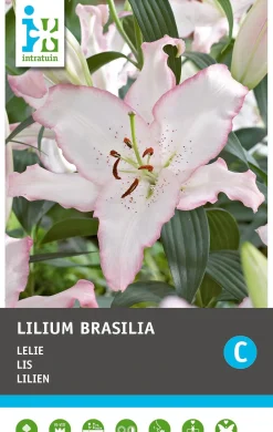 Intratuin bloembollen Lelie (Lilium oriental 'Brasilia') 2 stuks
