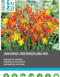 Intratuin bloembollen Montbretia (Crocosmia ) gemengd 40 stuks