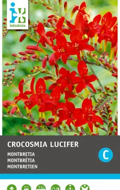 Intratuin bloembollen Montbretia (Crocosmia 'Lucifer') rood 12 stuks