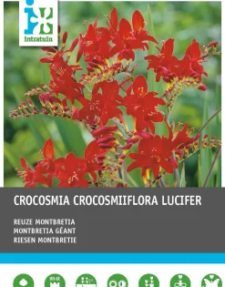 Intratuin bloembollen Montebretia (Crocosmia 'Lucifer') rood 25 stuks