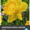 Intratuin bloembollen Narcis (Narcissus 'Dutch Master') 5 stuks
